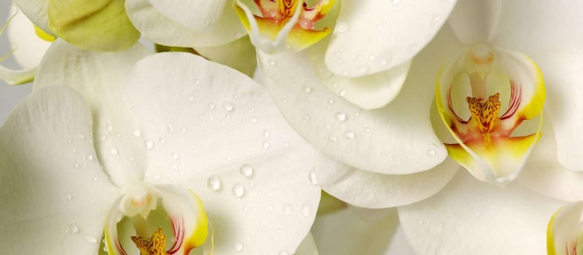 orquideas-loja-de-coroa-de-flores